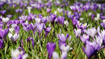 我推的孩子番剧封面，娱乐圈黑暗面与偶像梦想的碰撞，悬疑剧情动漫