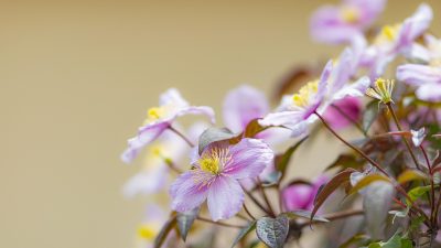 葬送的芙莉莲番剧封面，精灵法师的千年旅途，治愈系奇幻动漫2026年热门新番