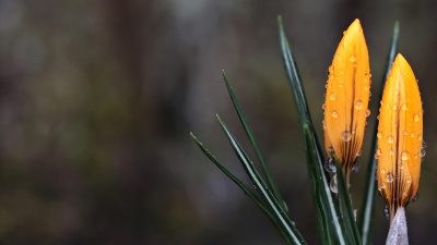 葬送的芙莉莲2026年新番动漫壁纸，精灵法师在秋日森林中的唯美系淡绿色调竖屏壁纸